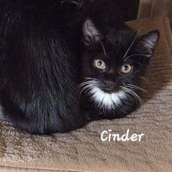 Cinder -  Domestic Short Hair Cat for Adoption in Prescott, Arizona - Cinder | PetCurious