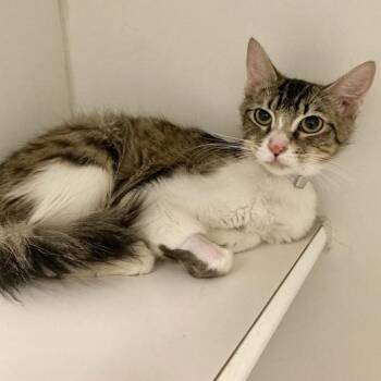 Rescue Domestic Short Hair Cats for Adoption in Long Beach, California - Latte | PetCurious