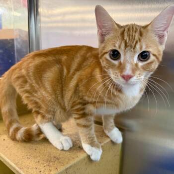 Shawn -  Domestic Short Hair Cat for Adoption in Brentwood, Missouri - Shawn | PetCurious