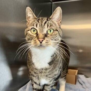 Domestic Short Hair Cats Available for Adoption - Froggy | PetCurious