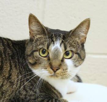 Rhythm -  Domestic Short Hair Cat for Adoption in Westland, Michigan - Rhythm | PetCurious