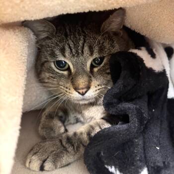 Rescue Domestic Short Hair Cats for Adoption in Wheeling, Illinois - Brownie | PetCurious