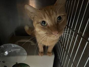 Rescue Domestic Short Hair Cats for Adoption in Tulsa, Oklahoma - JACK-O-LANTERN | PetCurious