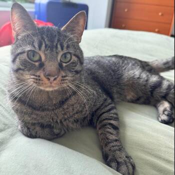 Theodore Friskies -  Domestic Short Hair Cat for Adoption - Theodore Friskies | PetCurious