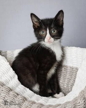 Paprika -  Domestic Short Hair Cat for Adoption in Maryville, Tennessee - Paprika | PetCurious