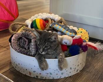 Milo -  Domestic Short Hair Cat for Adoption in Greenbelt, Maryland - Milo | PetCurious