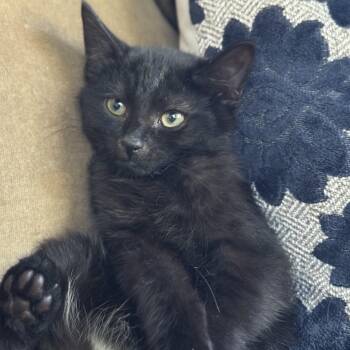 River -  Domestic Short Hair Cat for Adoption in Clifton, New Jersey - River | PetCurious