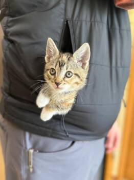 Domestic Short Hair Cats Available for Adoption in Seattle, Washington - Savannah | PetCurious