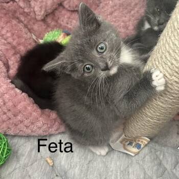 Feta -  Domestic Short Hair Cat for Adoption in Westminster, California - Feta | PetCurious