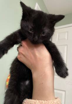 Domestic Short Hair Cats Available for Adoption in Island Lake, Illinois - Blackberry | PetCurious
