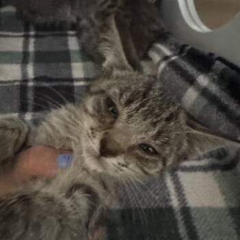 Domestic Short Hair Cats Available for Adoption in Lake Panasoffkee, Florida - SCFL-Stray-66101_2_3_4_5 | PetCurious