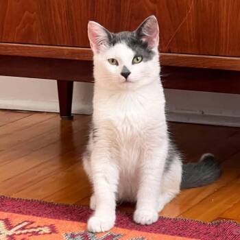 Horatio -  Domestic Short Hair Cat for Adoption in Wakefield, Quebec - Horatio | PetCurious