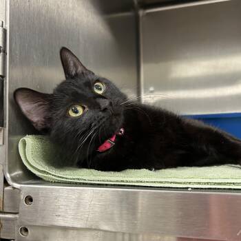 Domestic Short Hair Cats Available for Adoption in La Grange Park, Illinois - Django | PetCurious