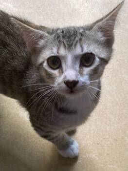 Bahamas26 -  Domestic Short Hair Cat for Adoption in Youngsville, North Carolina - Bahamas26 | PetCurious