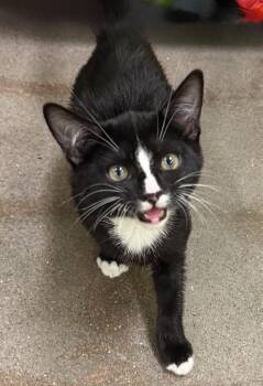 Potter (magical Harry) -  Domestic Short Hair and Tuxedo Cat for Adoption in Houston, Texas - Potter (magical Harry) | PetCurious