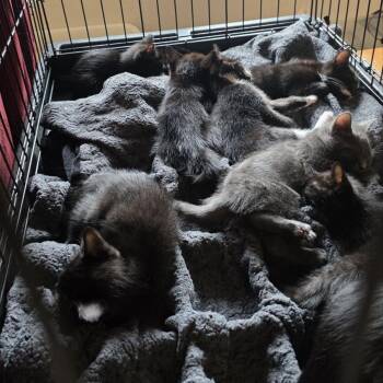 Hicks -  Domestic Short Hair Cat for Adoption in Fairport, New York - Hicks | PetCurious