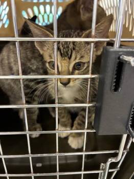 A138477 -  Domestic Short Hair Cat for Adoption in Palmetto, Florida - A138477 | PetCurious