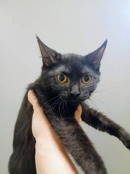 Bertha -  Domestic Short Hair Cat for Adoption in Beatrice, Nebraska - Bertha | PetCurious