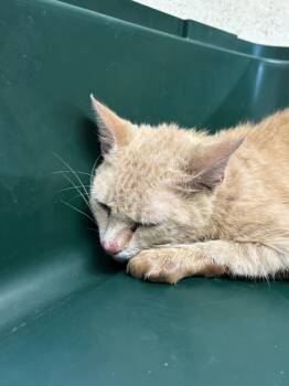 Rescue Domestic Short Hair Cats for Adoption in West Chester, Pennsylvania - Frank FKA C12 | PetCurious