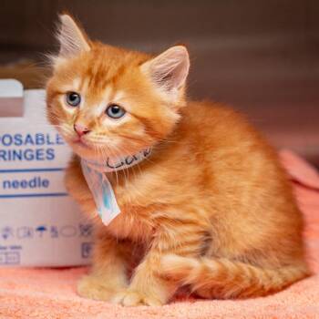 Cortado -  Domestic Medium Hair Cat for Adoption in Hattiesburg, Mississippi - Cortado | PetCurious
