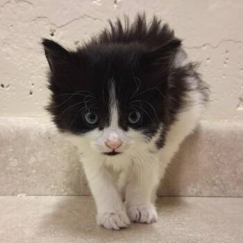 Rutabaga -  Domestic Long Hair Cat for Adoption in Middlebury, Vermont - Rutabaga | PetCurious