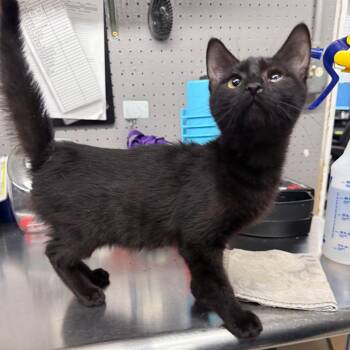 Michelin -  Domestic Short Hair Cat for Adoption in Spokane, Washington - Michelin | PetCurious