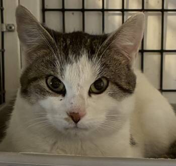 Rescue Domestic Short Hair Cats for Adoption in Williamstown, Kentucky - Goldie Hawn | PetCurious