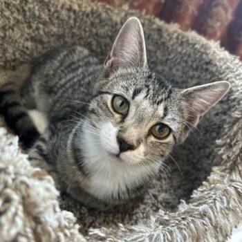Hazel -  Domestic Short Hair Cat for Adoption in Gaithersburg, Maryland - Hazel | PetCurious