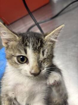 RAYLLYNE -  Domestic Short Hair Cat for Adoption in Las Vegas, Nevada - RAYLLYNE | PetCurious