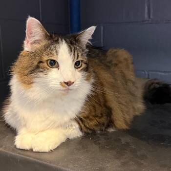 Domestic Medium Hair Cats Available for Adoption in Tuscaloosa, Alabama - Louis | PetCurious