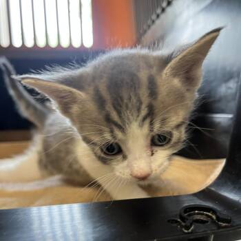 Pony -  Domestic Short Hair Cat for Adoption in Oak Park, Illinois - Pony | PetCurious