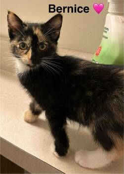Rescue Tortoiseshell Cats for Adoption in Beckley, West Virginia - Bernice | PetCurious