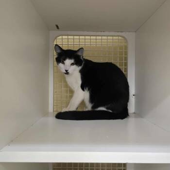 Rescue Domestic Short Hair Cats for Adoption in Fort Worth, Texas - Hansel | PetCurious