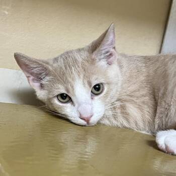 Cole Slaw 54048 -  Domestic Short Hair Cat for Adoption in Las Vegas, Nevada - Cole Slaw 54048 | PetCurious