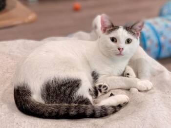 Domestic Short Hair Cats Available for Adoption - Chardonnay | PetCurious