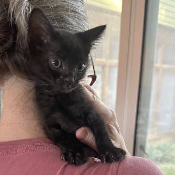 Yoohoo 16 -  Domestic Short Hair Cat for Adoption in Austin, Texas - Yoohoo 16 | PetCurious
