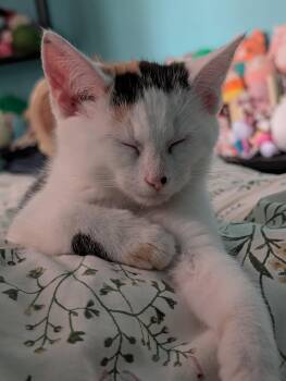 Béatrice -  Domestic Short Hair Cat for Adoption in Montreal, Quebec - Béatrice | PetCurious
