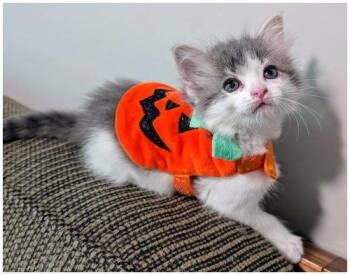 Adelaide -  Domestic Medium Hair Cat for Adoption in Oak Ridge, Tennessee - Adelaide | PetCurious