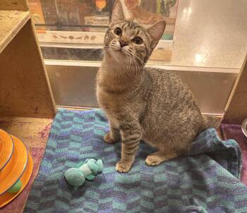 Rescue Tabby Cats for Adoption in Pearland, Texas - Bowie | PetCurious