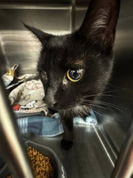 Rescue Domestic Short Hair Cats for Adoption in Bowling Green, Kentucky - Hester | PetCurious