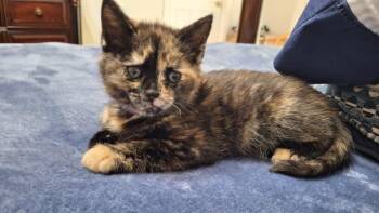 Tortoiseshell Cats Available for Adoption in Sandy Springs, Georgia - Gamora | PetCurious