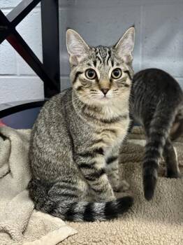 PIPER -  Domestic Short Hair Cat for Adoption in Kalamazoo, Michigan - PIPER | PetCurious