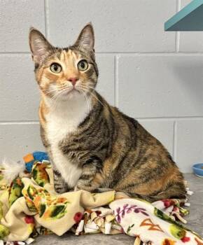 GOOSE -  Domestic Short Hair Cat for Adoption in Kalamazoo, Michigan - GOOSE | PetCurious