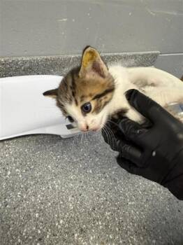 Nellie -  Domestic Short Hair Cat for Adoption in Largo, Florida - Nellie | PetCurious
