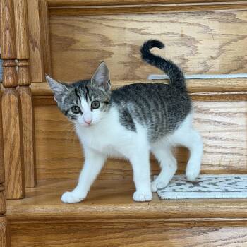 Amp (Bonded to Volt) -  Domestic Short Hair Cat for Adoption in Columbia, Maryland - Amp (Bonded To Volt) | PetCurious