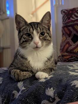 Rescue Domestic Short Hair Cats for Adoption in New York, New York - Javi | PetCurious