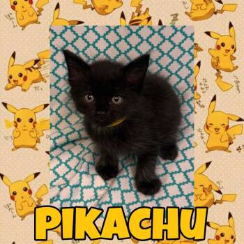Pikachu -  Domestic Short Hair Cat for Adoption in Royse City, Texas - Pikachu | PetCurious