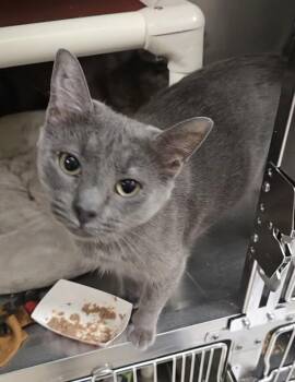 Charlie -  Domestic Short Hair Cat for Adoption in Vancouver, Washington - Charlie | PetCurious
