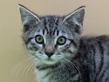 Crow -  Domestic Short Hair Cat for Adoption in Portland, Oregon - Crow | PetCurious