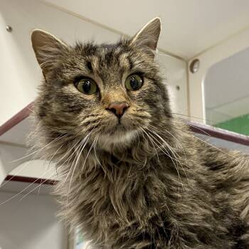 Rescue Domestic Medium Hair Cats for Adoption in Cheyenne, Wyoming - Hummingbird | PetCurious